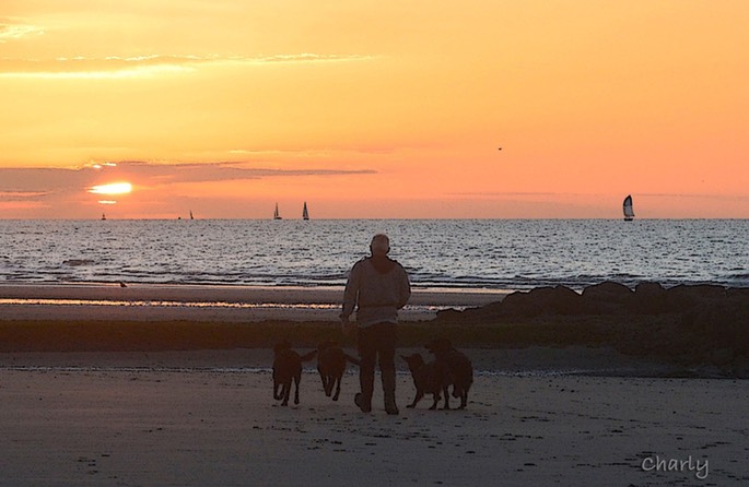 4.26.1 dogs on the beach