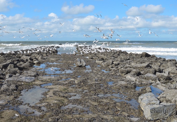 4.29.1 Gulls on the beach 2