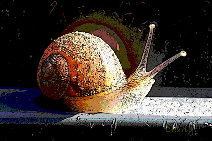 61.2.1 Snail