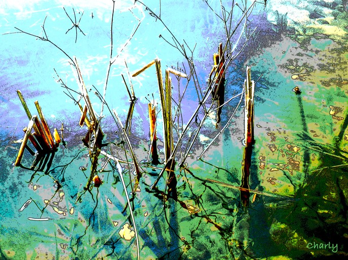 reeds in the water 2