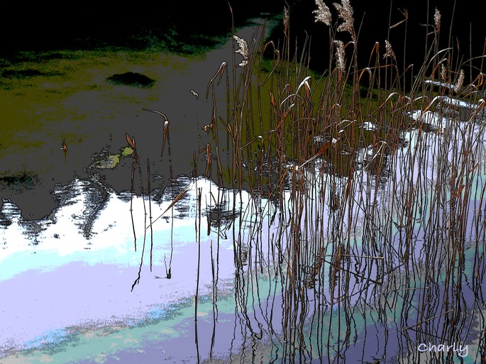 reeds in the water